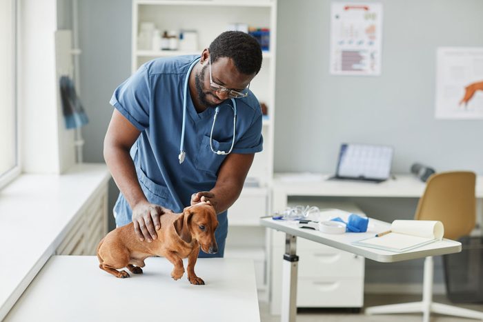 A veterinarian examining a puppy on the exam table